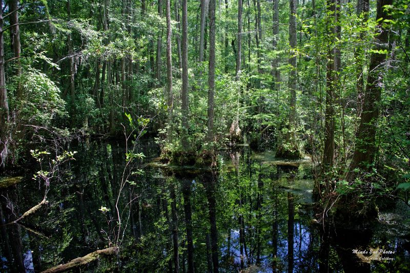 Stepping Into a Rare Carolina Bay