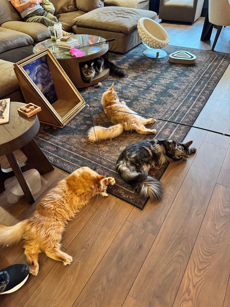 A Unique Cat Cafe Experience Designed for Relaxation