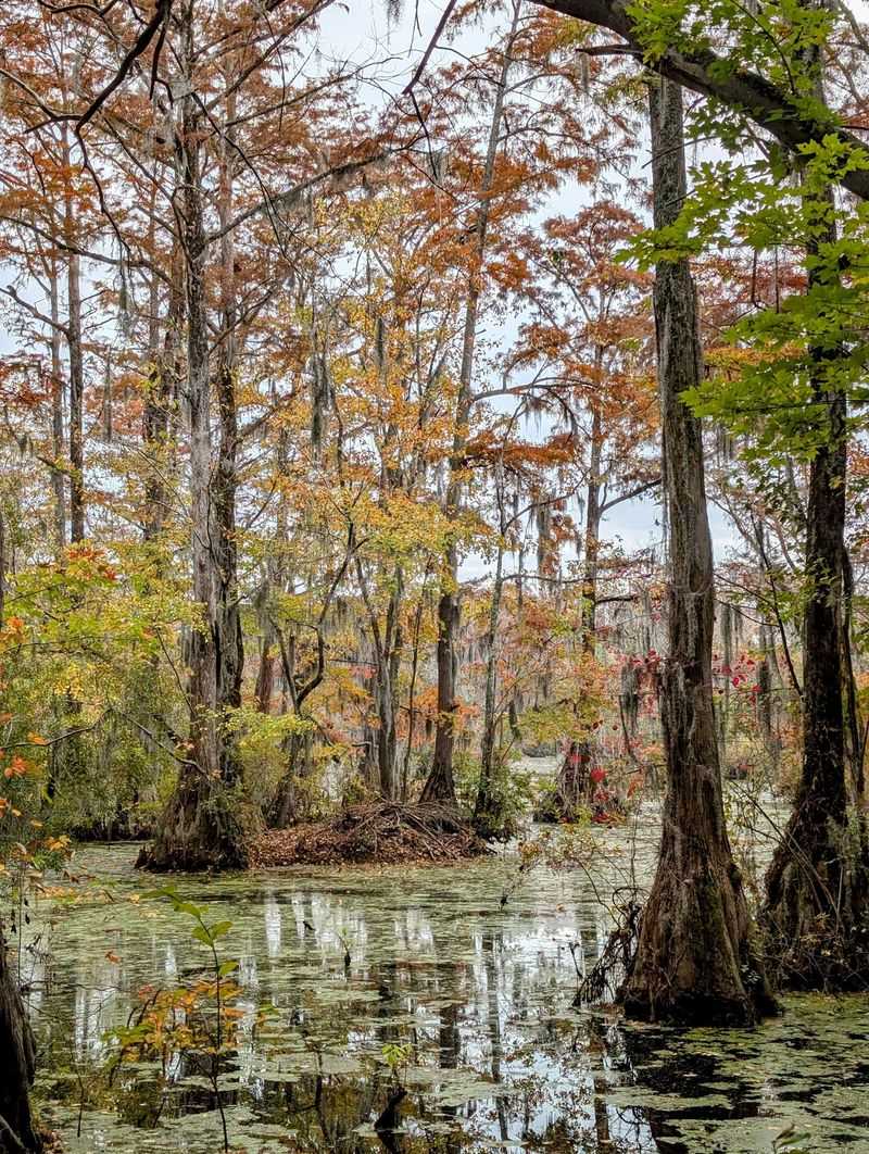 The Ancient Waters of Merchants Millpond State Park (Gatesville)