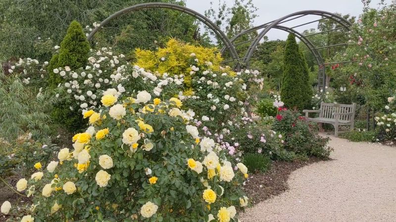 Award-Winning Rose Garden