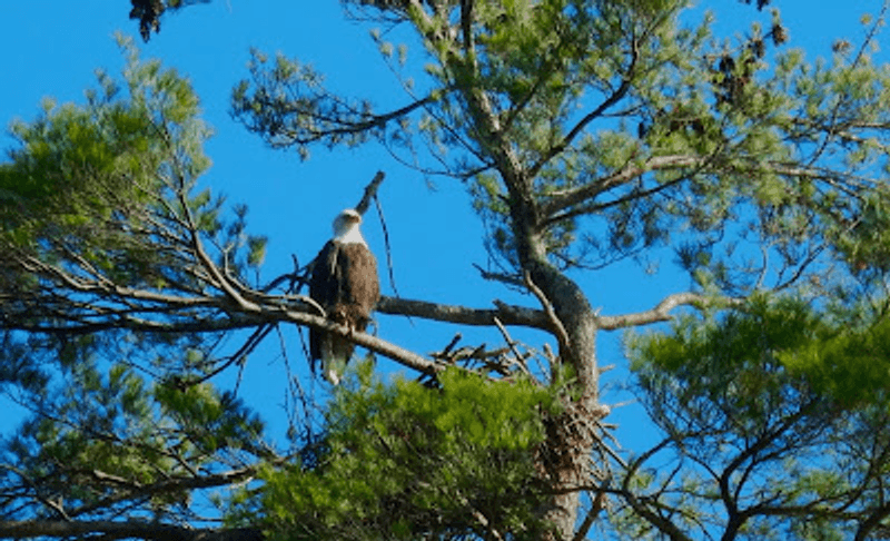 Wildlife Corridors and Seasonal Migrations