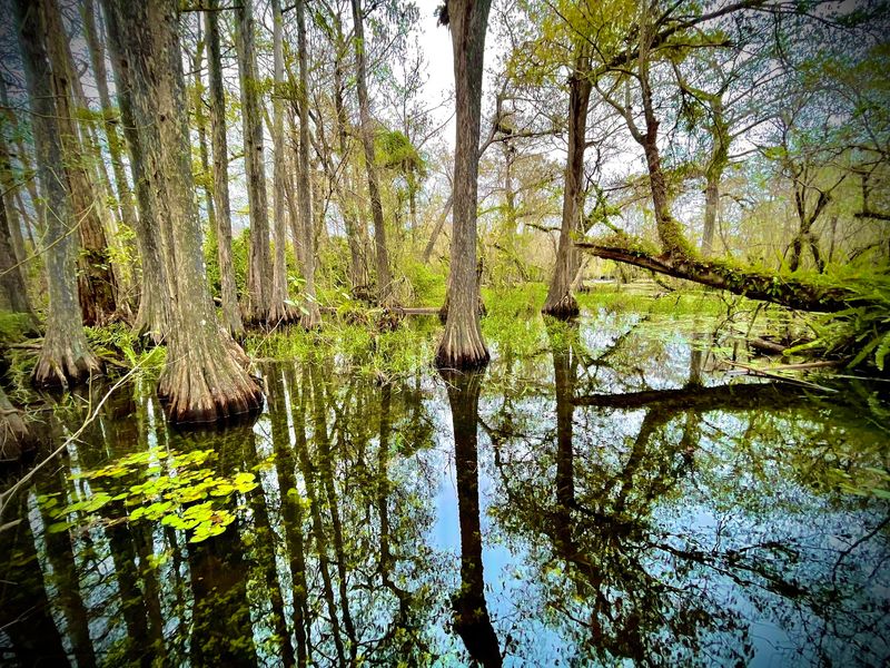 Cypress Trees Steal The Spotlight