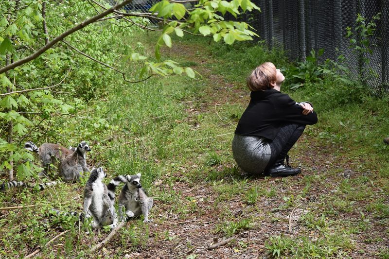 Walking With Lemurs Through Their Forested Habitats