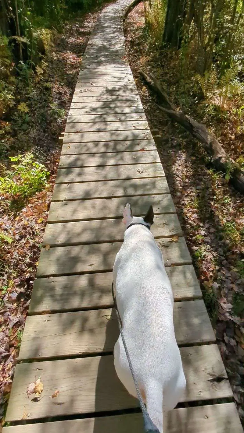 Boards Over Water, Noses in the Air - White Memorial - Little Pond Boardwalk Trail