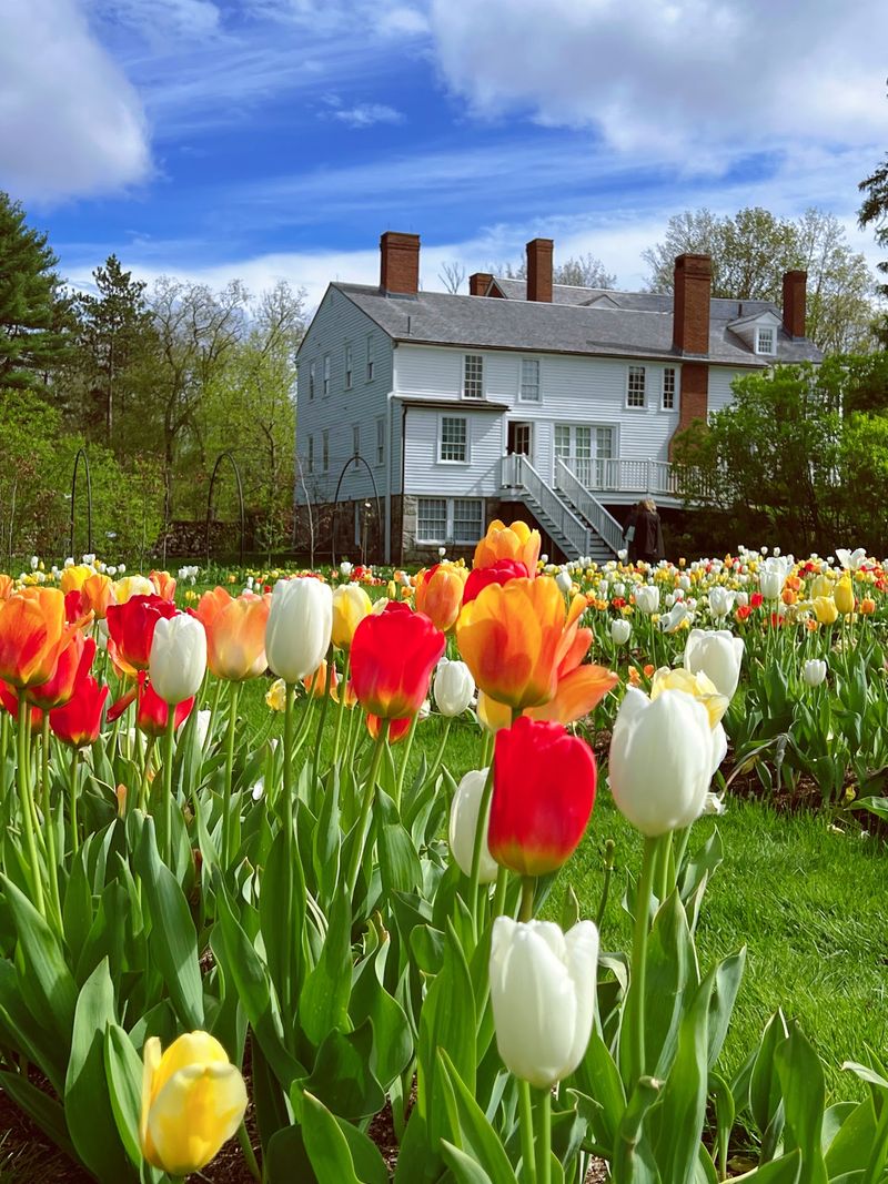 Spring Tulip Explosion That Rivals Dutch Flower Fields