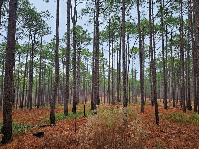 The Peaceful Escape of Weymouth Woods-Sandhills Nature Preserve (Southern Pines)