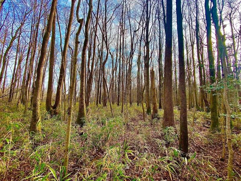 The Mysterious Landscape of The Great Dismal Swamp National Wildlife Refuge (Suffolk)