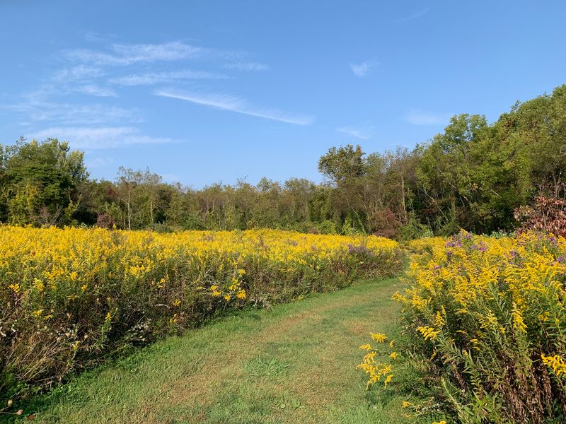 Dogwood Meadow Adds A Soft, Seasonal Glow