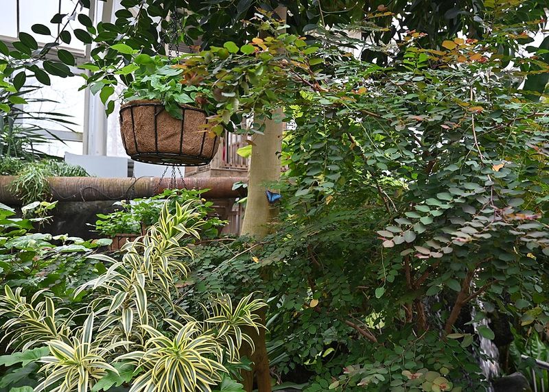 Thousands Of Butterflies And Tropical Plants Create A Living Display