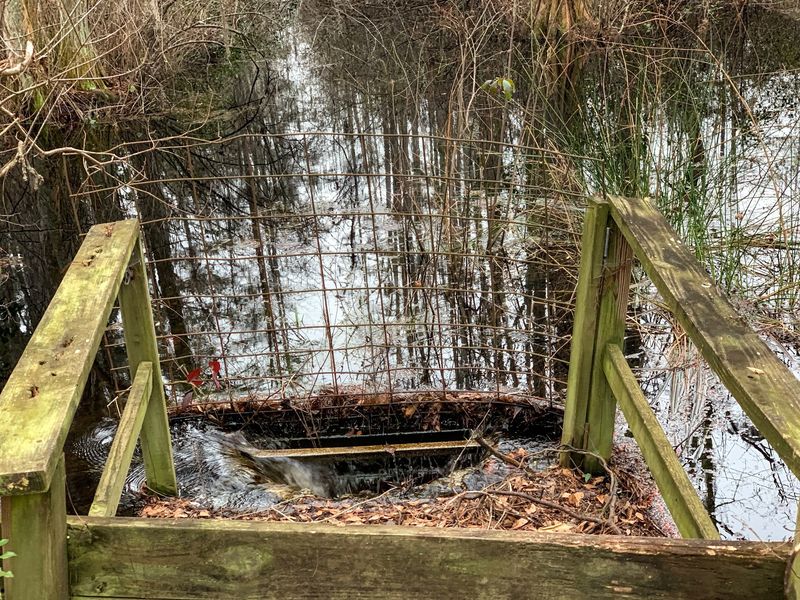 History Hides Quietly Around the Mill Pond