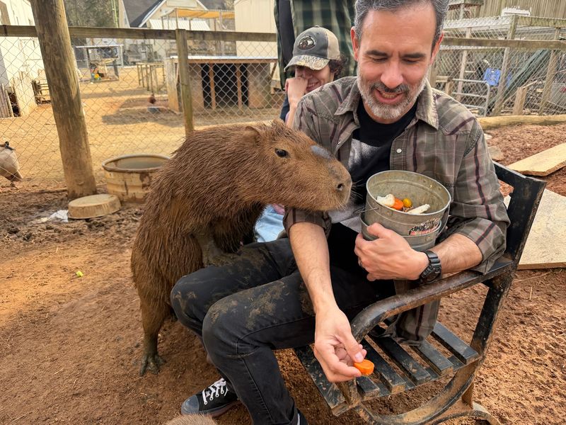 Capybaras Are One of the Big Stars