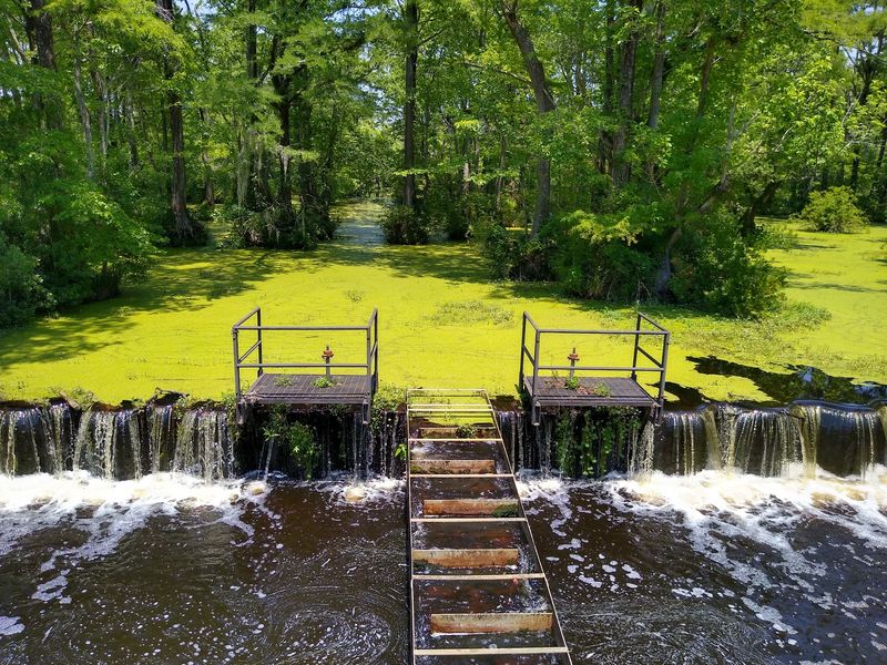 Merchants Millpond State Park (Gatesville)