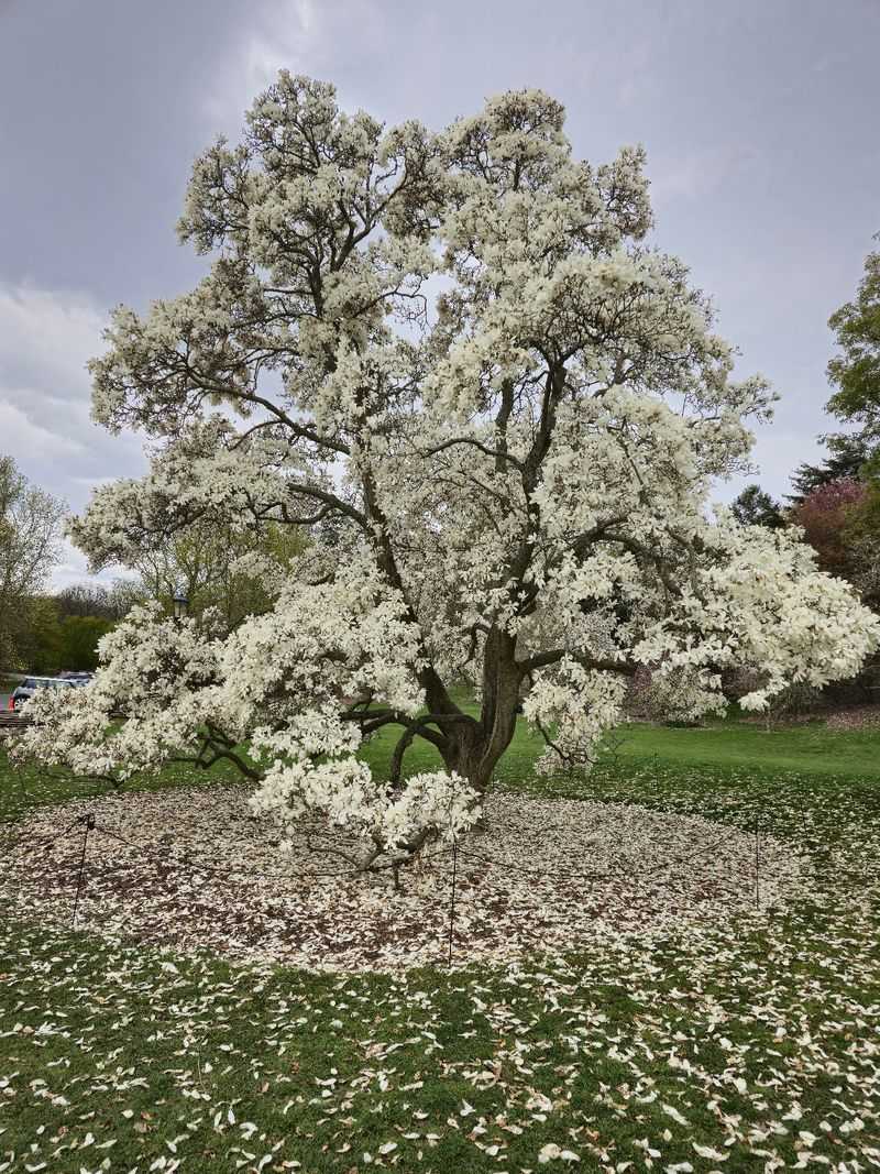 Arnold Arboretum - Jamaica Plain-Boston, Suffolk County