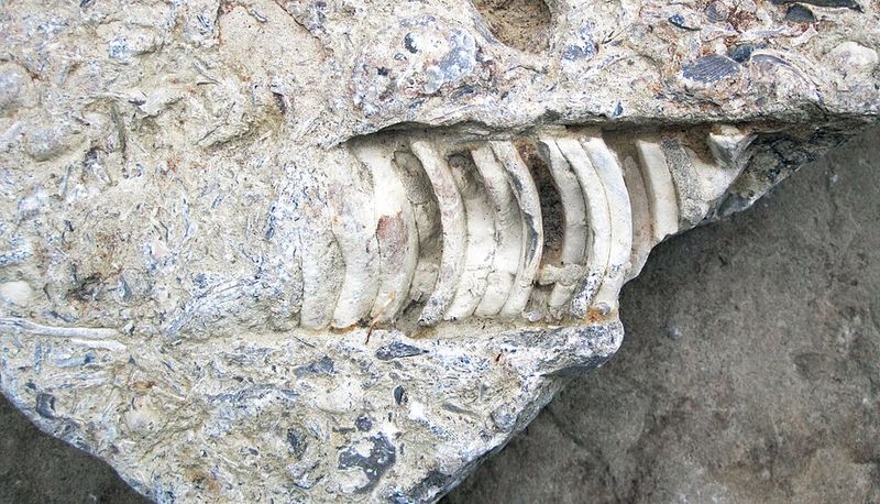 Tips for Finding Better Fossils