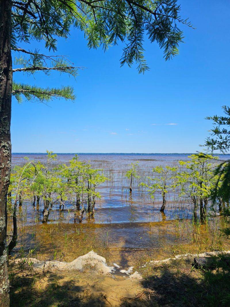 The Quiet Beauty of Lake Waccamaw State Park (Lake Waccamaw)