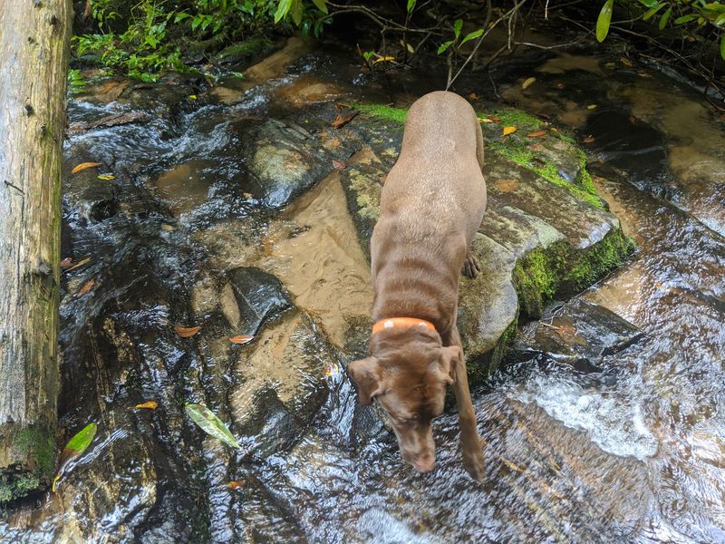 Dogs May Love It, But Leashes Still Matter