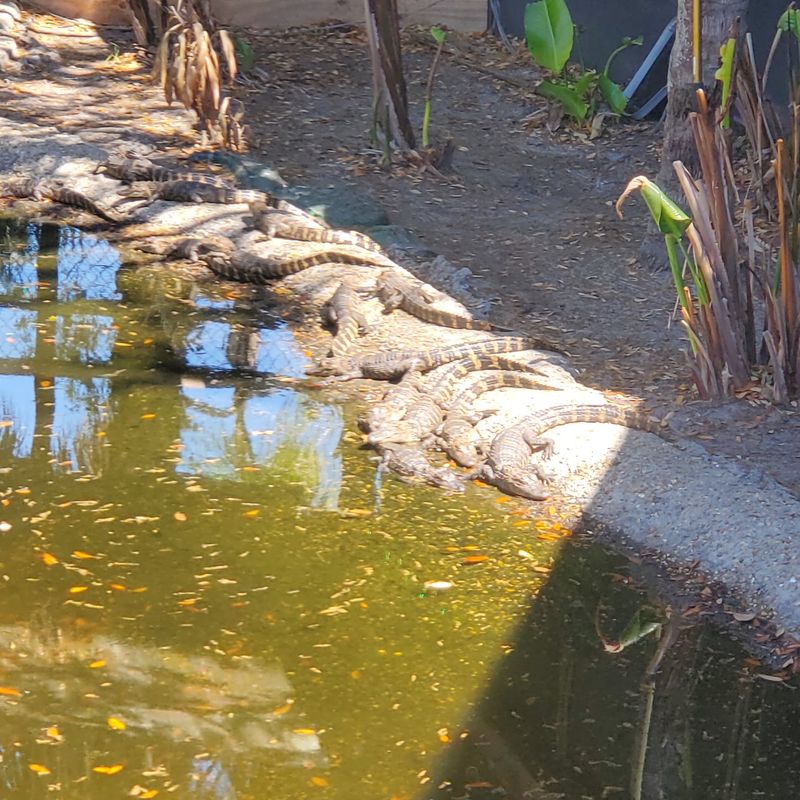 Feeding 78 Baby Alligators Before Dinner