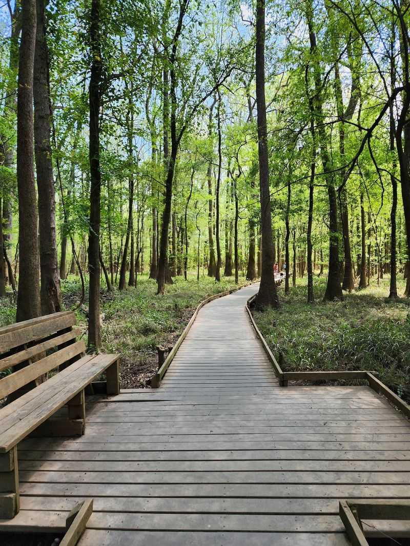 Congaree Boardwalk Loop, Hopkins, Richland County