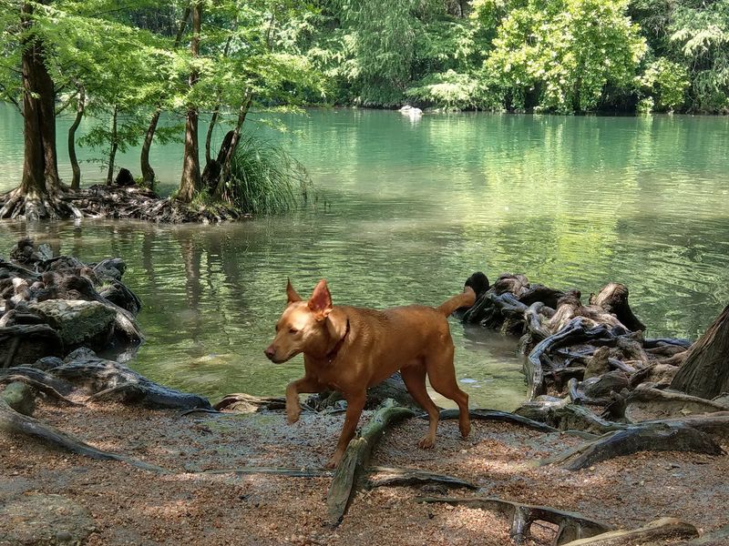 Red Bud Isle - Austin