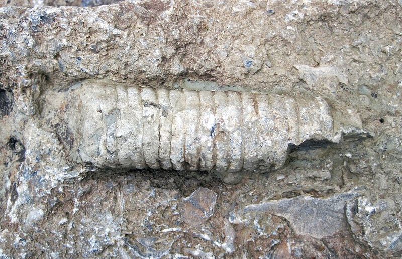The Best Fossils You Can Find