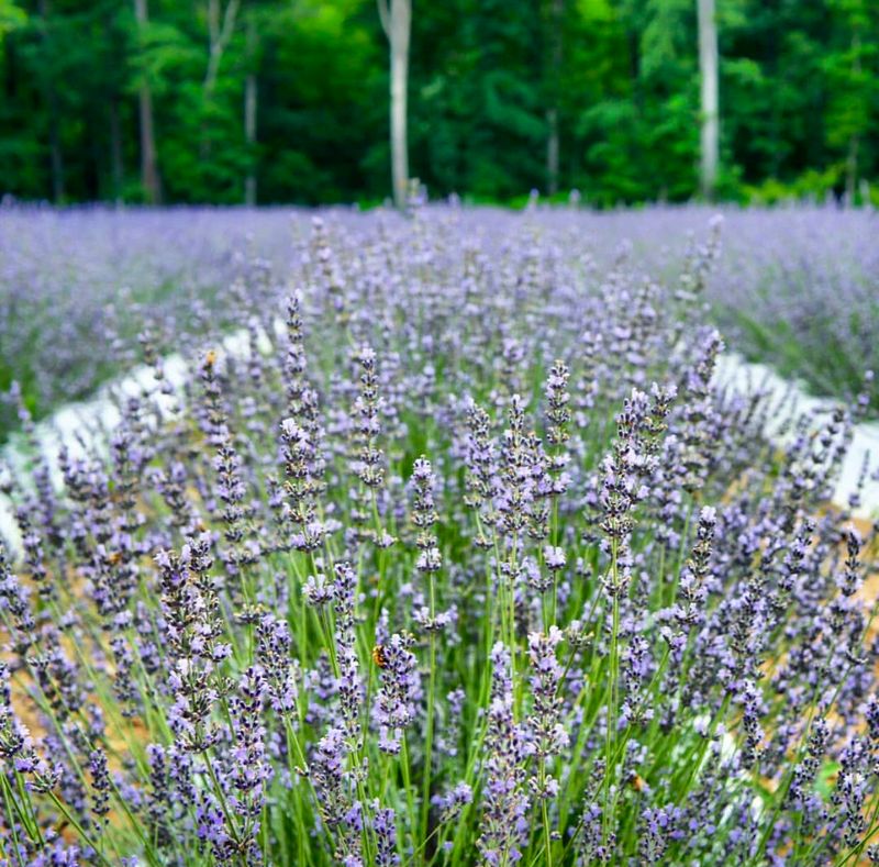 Sixty Acres That Wear Purple Like a Uniform