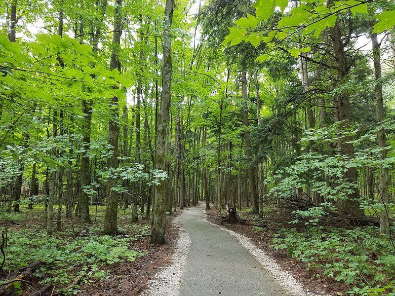 This Cheap Michigan Road Trip Leads Into One Of The State's Oldest Forests