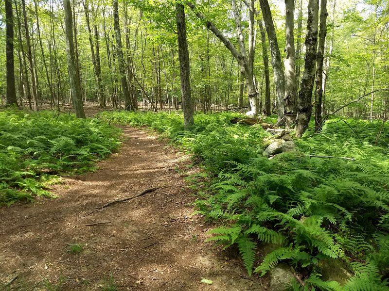 A Forest Trail That Builds Suspense Before Split Rock