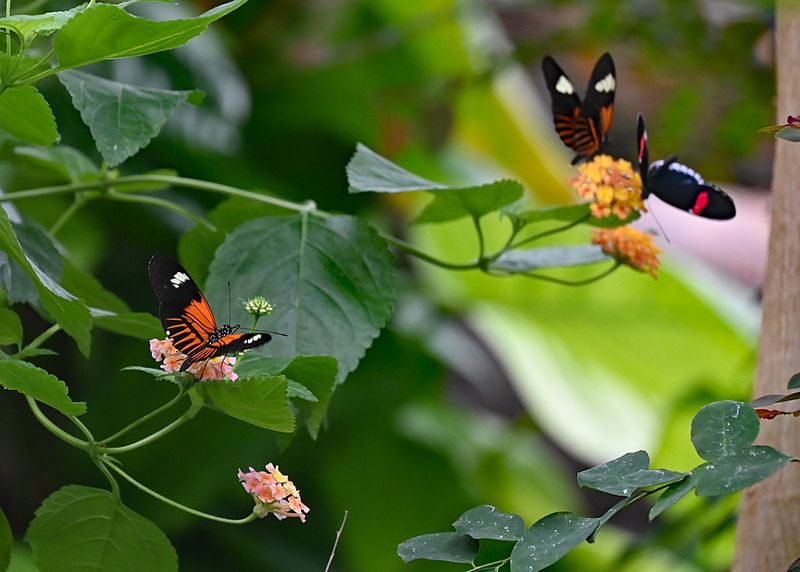 The Historic Butterfly Exhibit That Changed Conservatory Experiences Forever