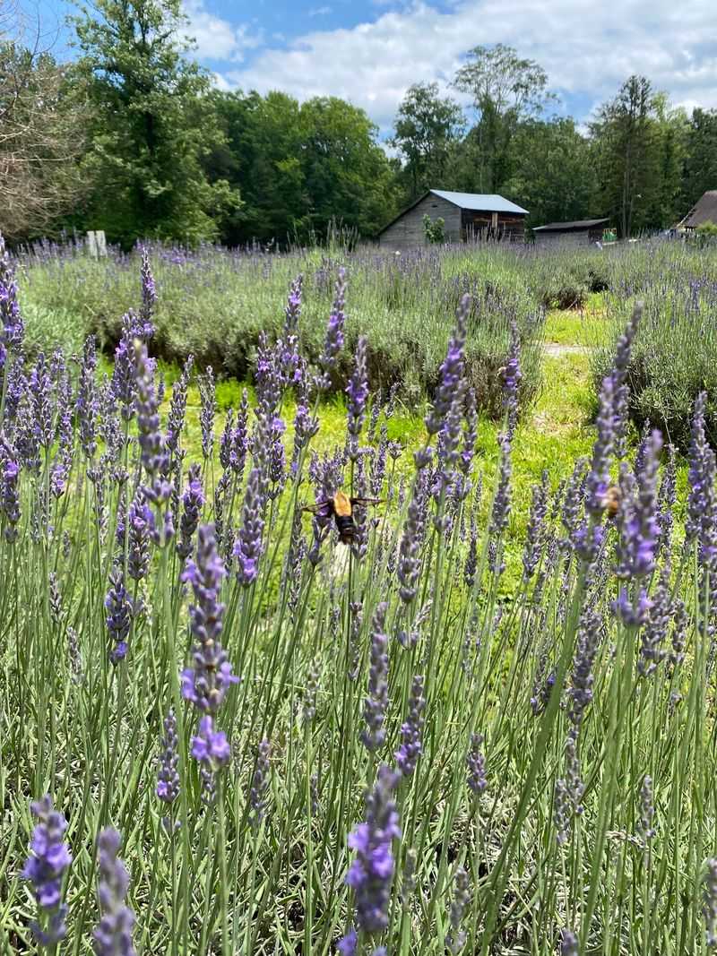 A Purple Field That Feels Like A Daydream
