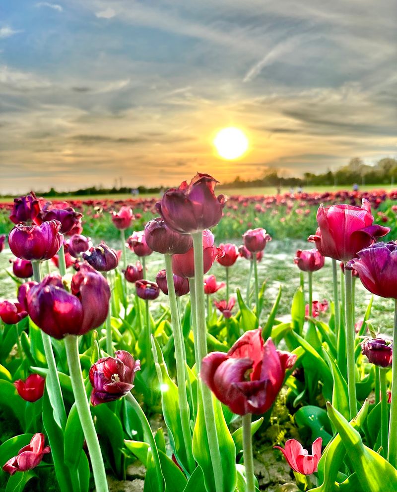 Spring Starts in Color