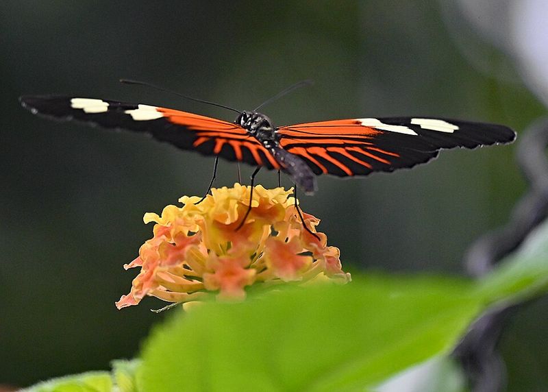 Why This Exhibit Was Different From Traditional Butterfly Houses