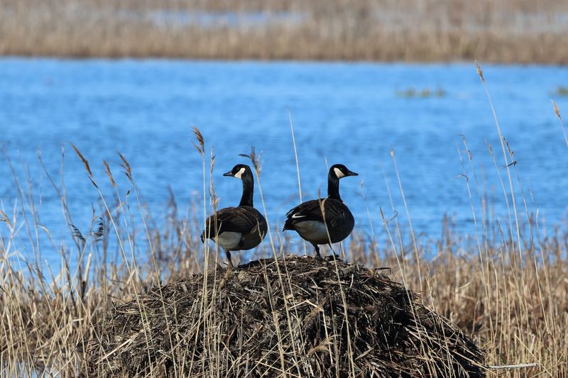 Spot Wildlife at Bombay Hook National Wildlife Refuge - Smyrna