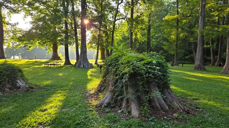 Cypress Trees Add A Storybook Look To The Shore