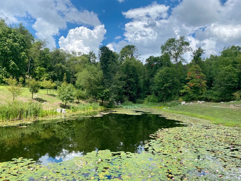 The Lotus Pond Brings Calm To The Former Mine Land