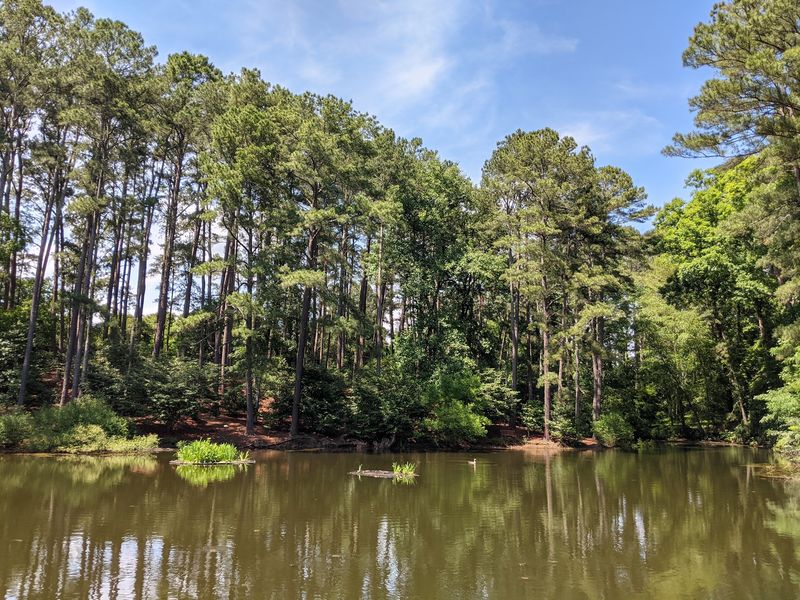 Ponds, Ducks, And Turtles That Slow The Day Down