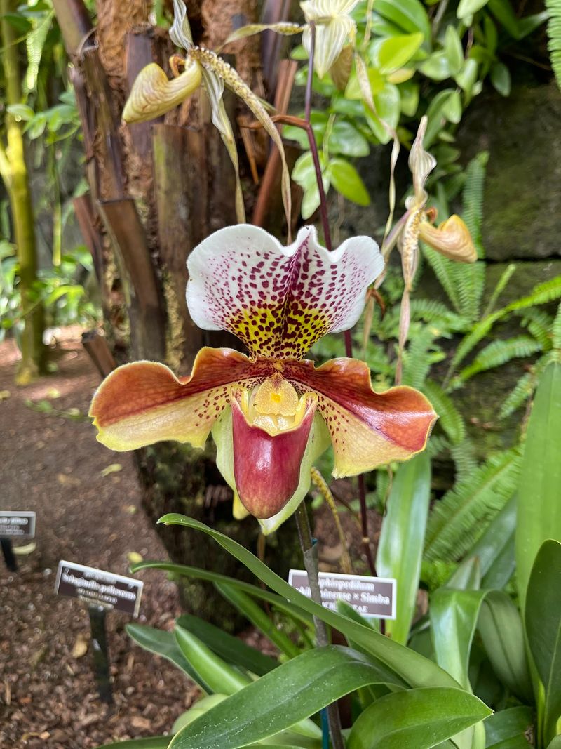 Orchids That Steal the Spotlight