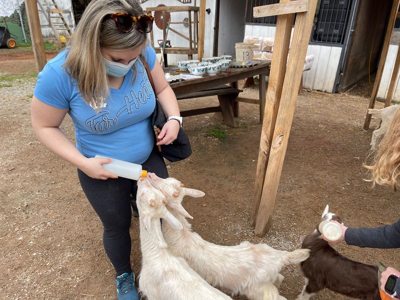 Feed the Goats and Other Farm Animals