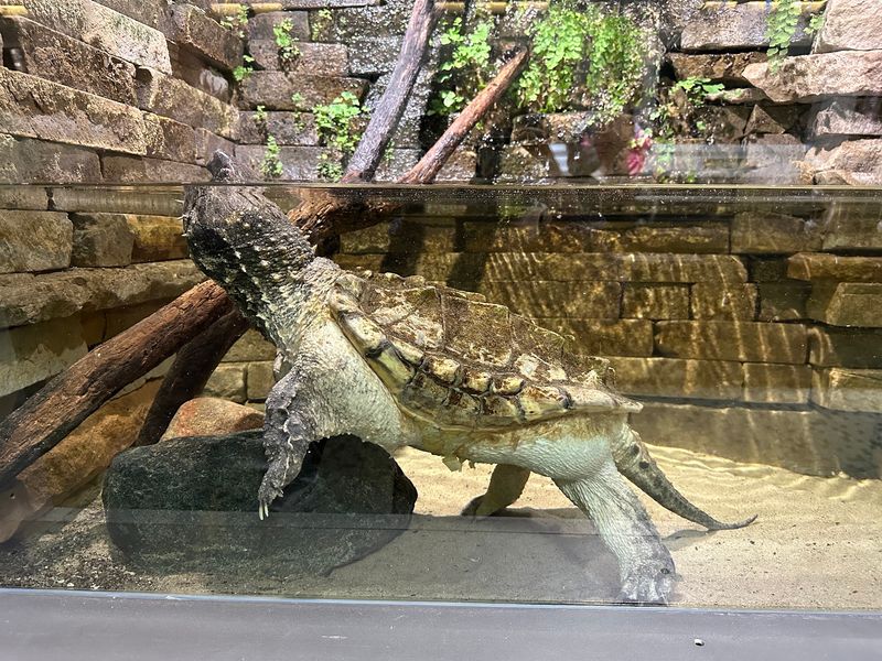 Why Families Love This Small, Low-Stress Aquarium Experience