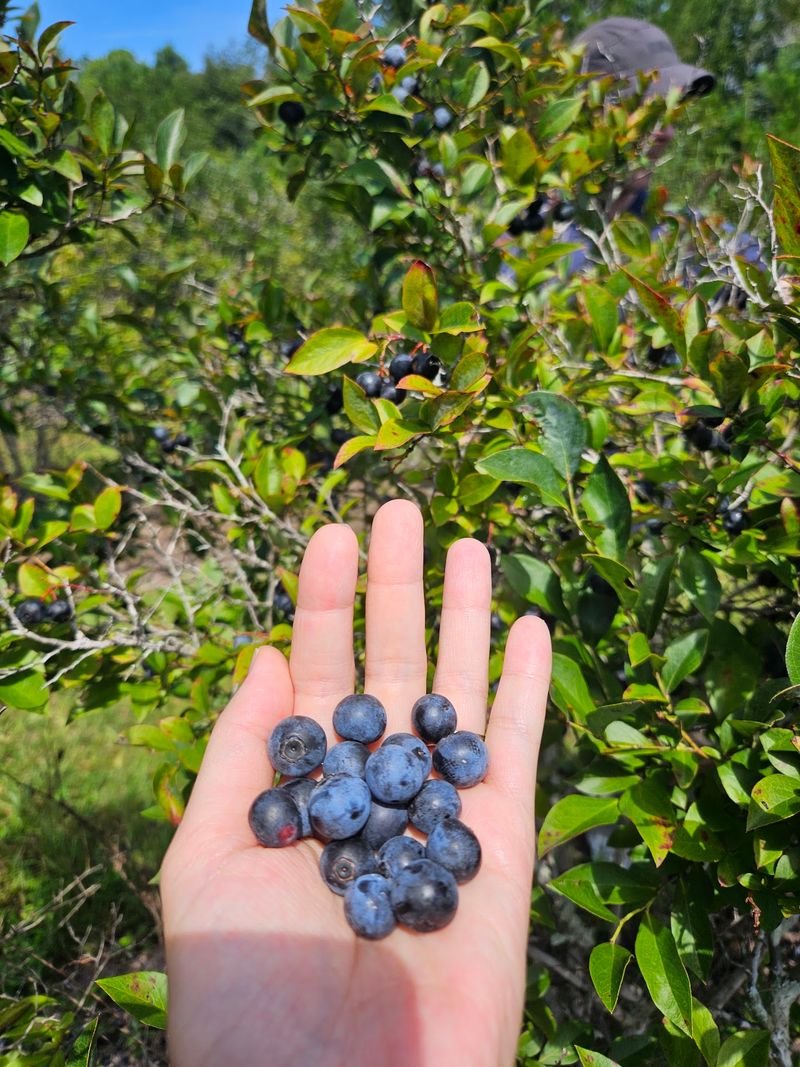 Taste the Difference Between Fresh and Store-Bought