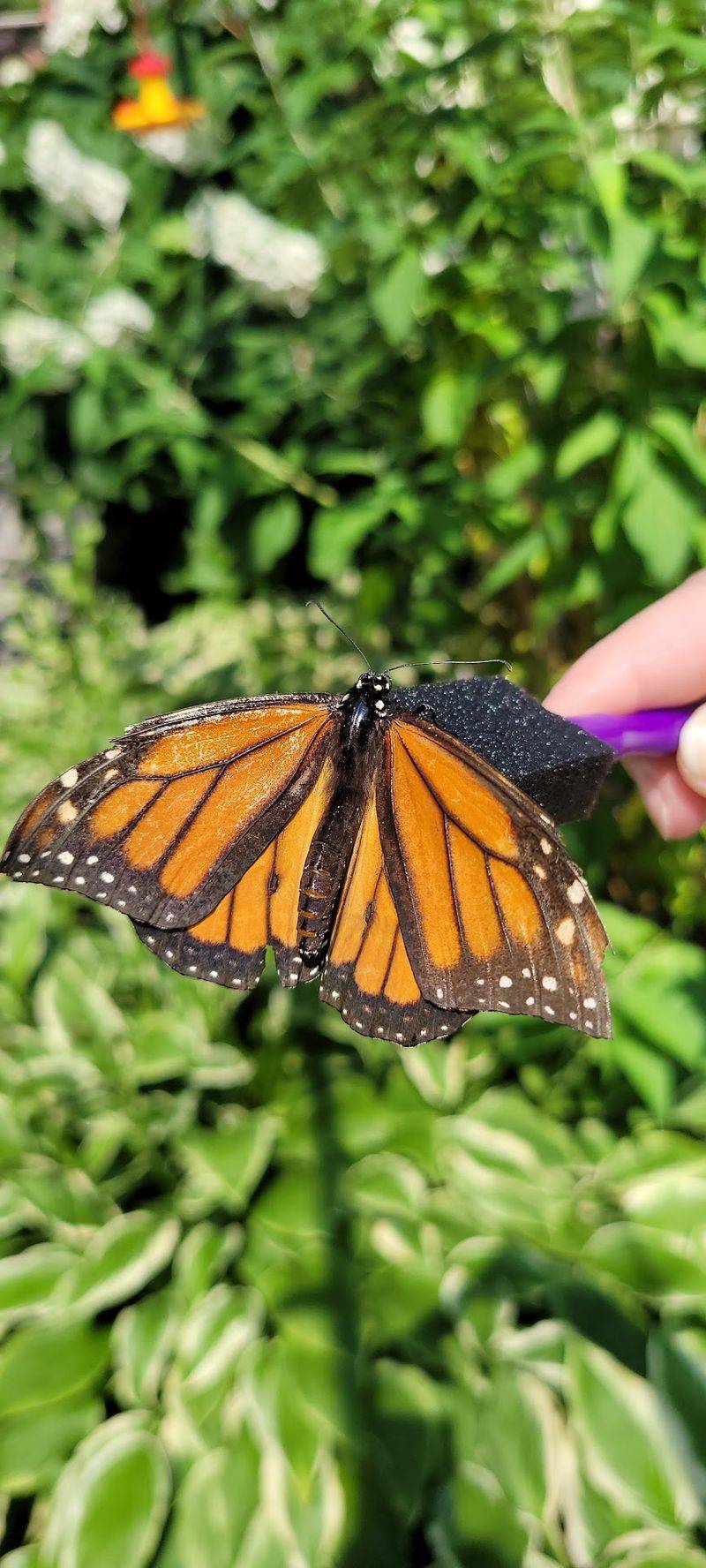 Take Home a Little Butterfly Magic