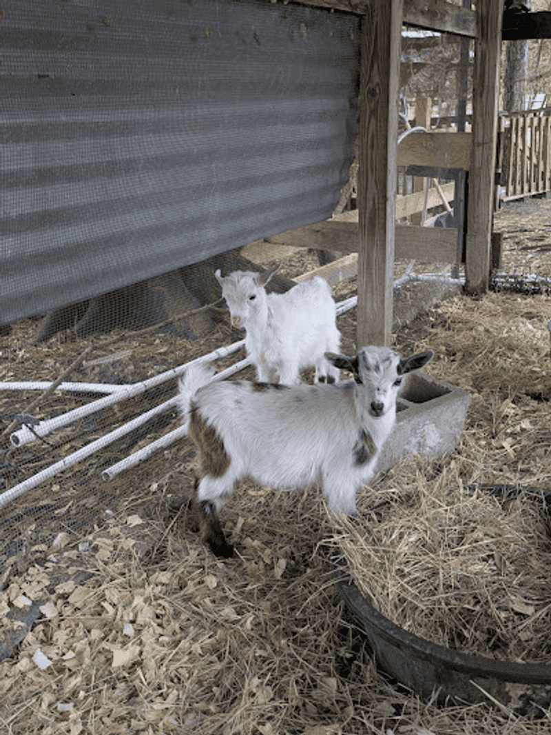 Holding a Baby Goat