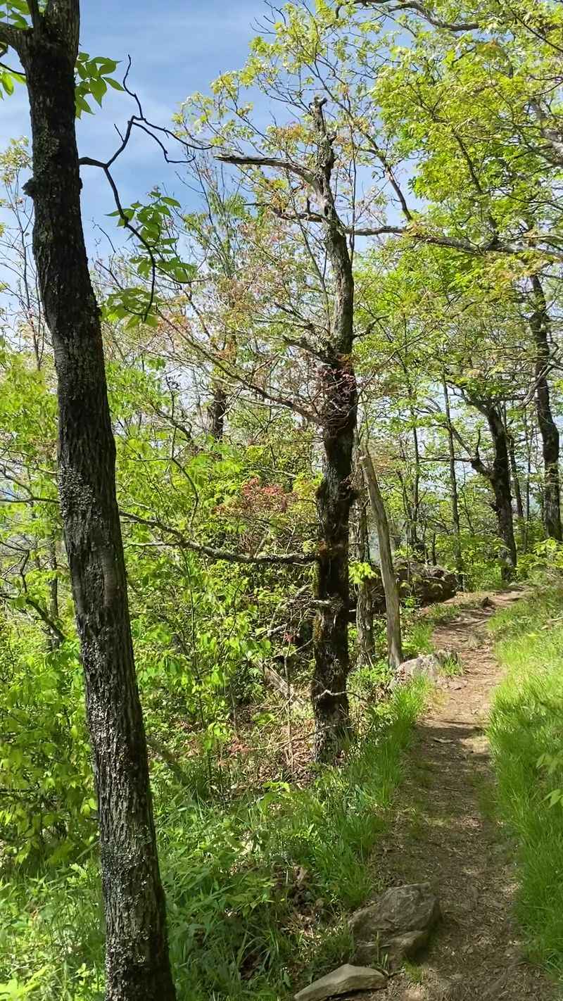 Tray Mountain Wilderness, Hiawassee, Towns County,