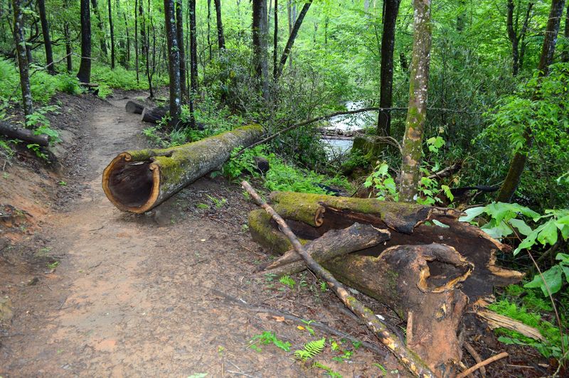 Joyce Kilmer Memorial Forest (Robbinsville)