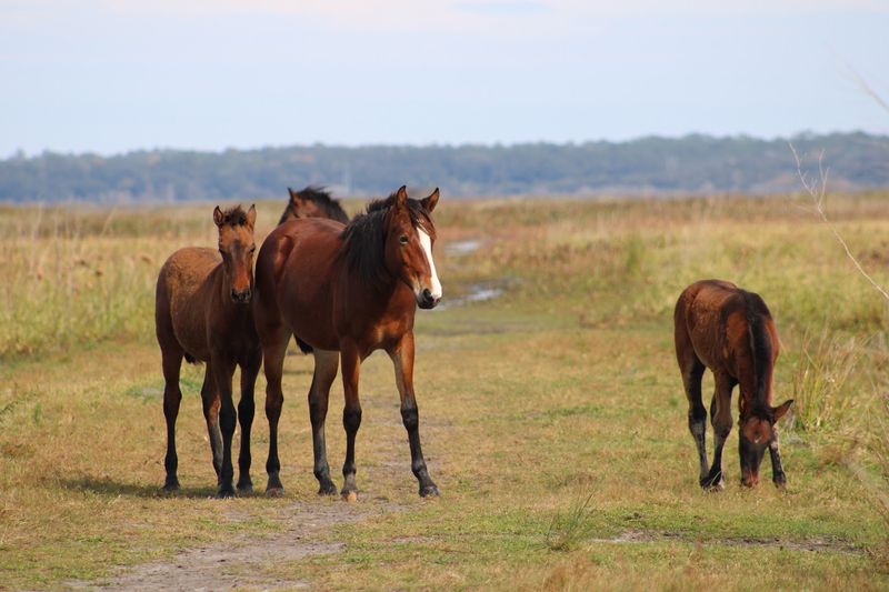 Explore the trails at Paynes Prairie Preserve State Park - Micanopy