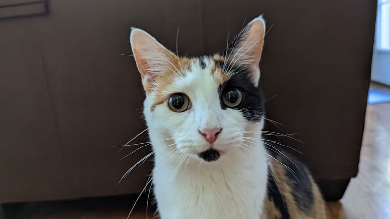 More Than Cats On The Grounds