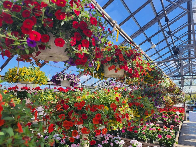 Russell Farms, Woburn