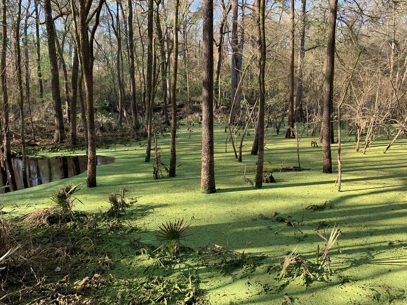 Hunt For Spring Magic At Peacock Springs