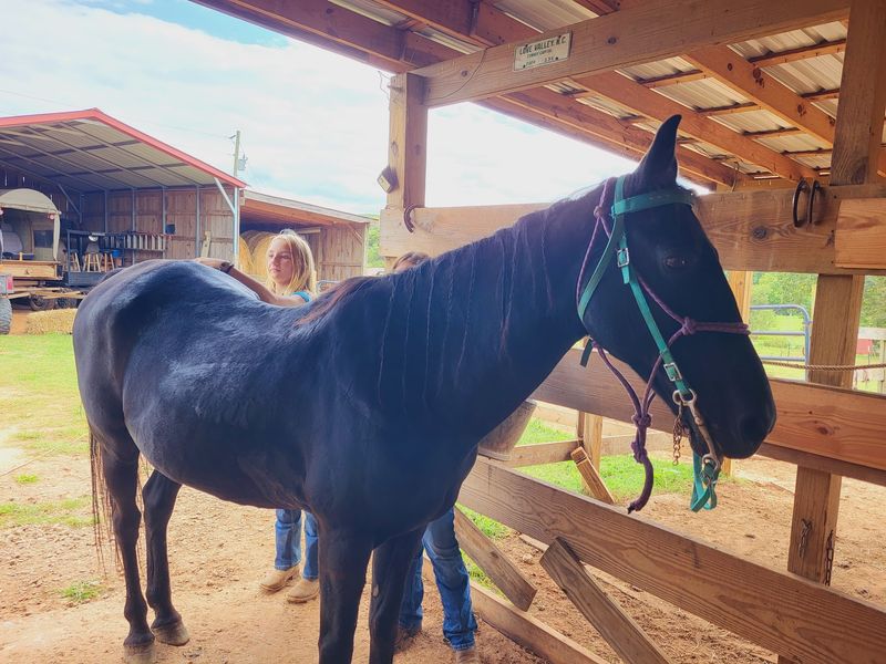 Horses Still Rule the Street