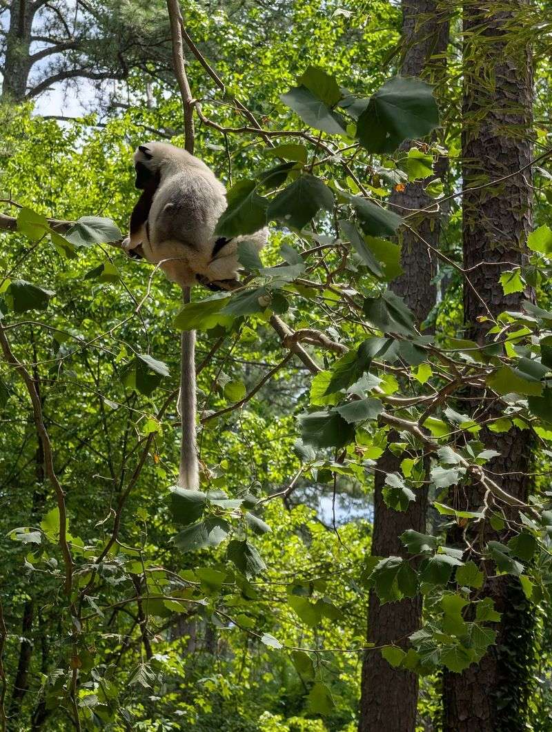 What It Feels Like to Watch Lemurs in a Natural Setting