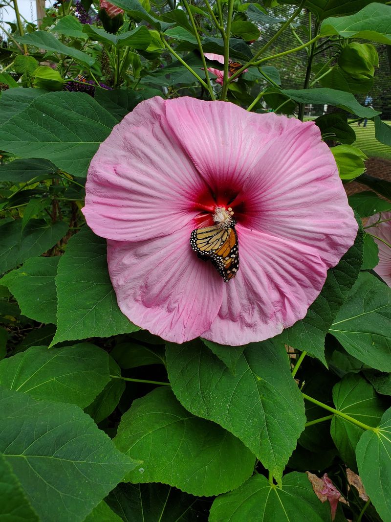Discover Plants That Help Butterflies Thrive